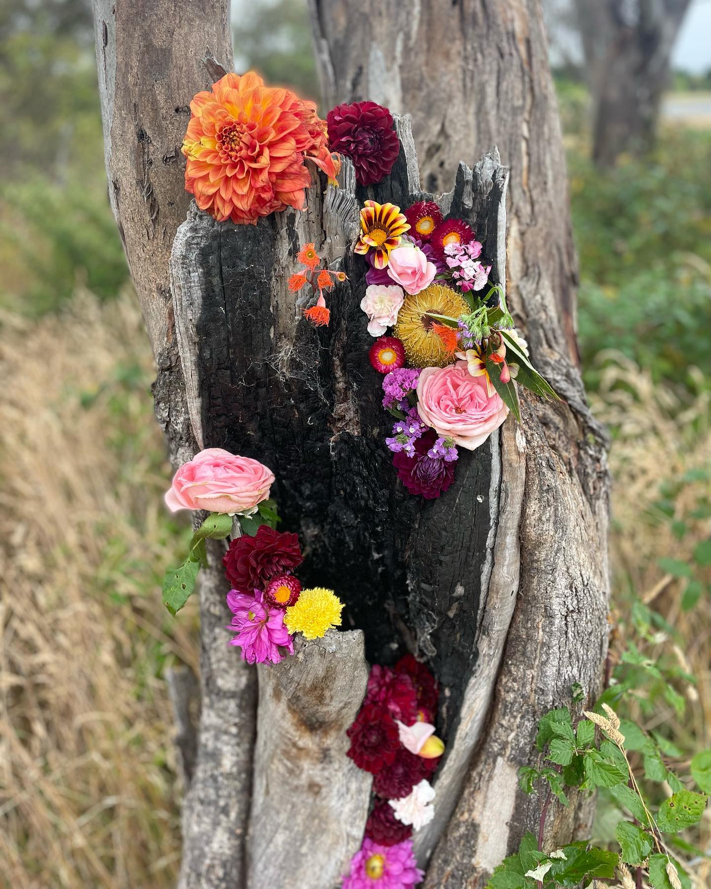 ‘Facing adversity can be one of the most powerful springboards into living a transformed reality full of newly discovered beauty’ - Zena Cooper

It felt really special to go back and visit all my special places in Canberra, 20 years after the 2003 firestorm. 

After the circle I hosted I wanted to take the flowers I used in the medicine wheel altar, back to the forest. 

I’d planned on just returning them to the earth but found myself adorning this tree. 

The fire has left it’s mark on it but it survived and has seen many chapters since, with more to come. 

Just like me…